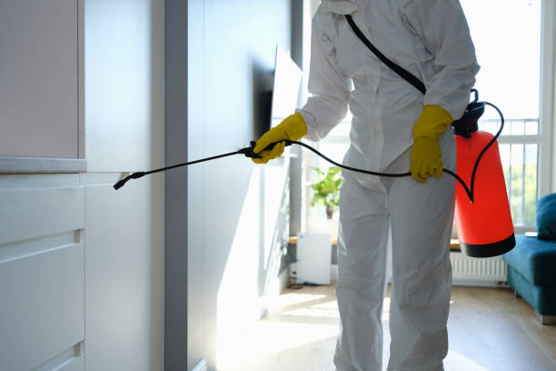Best Commercial Mold Removal  in Whitney, NV
