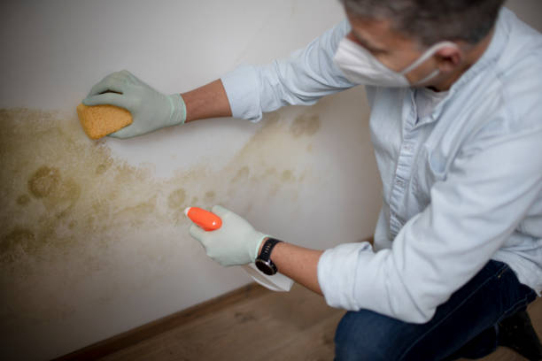 Professional Mold Removal in Whitney, NV