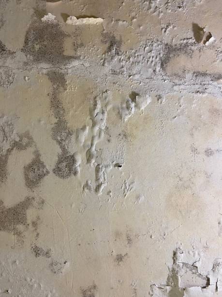 Best Toxic Mold Removal  in Whitney, NV