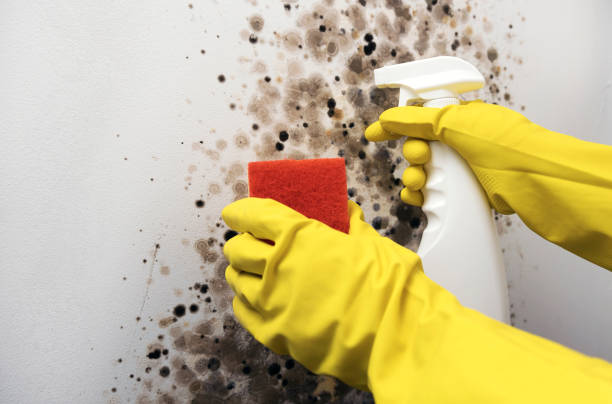 Best Attic Mold Removal  in Whitney, NV