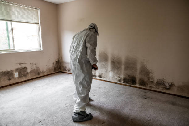Best Residential Mold Removal  in Whitney, NV