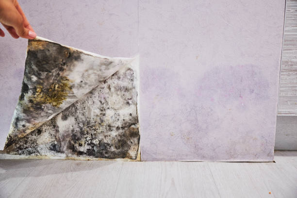 Best Local Mold Removal Service  in Whitney, NV